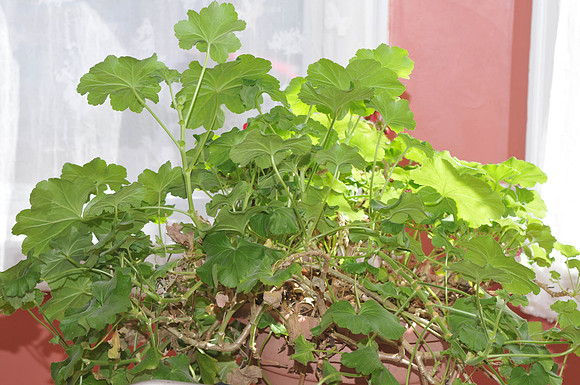 untitled_shoot-DSC_8046