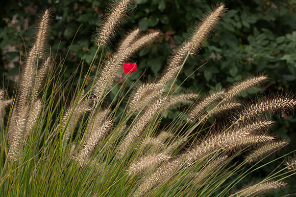 untitled_shoot-DSC_7586
